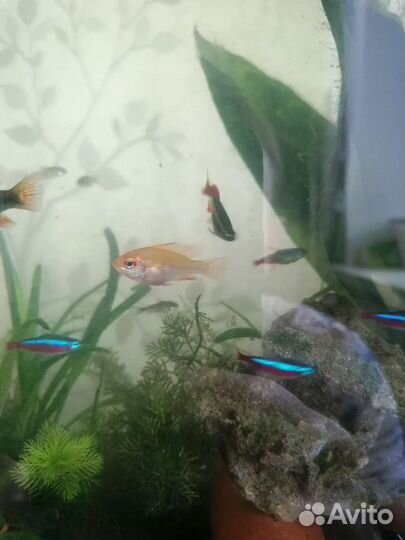 Апистограмма рамирези(золотая)