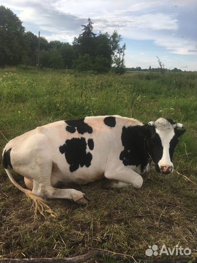 Телочка гальштынка