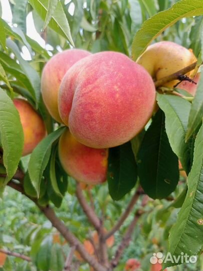 Саженцы Орловские