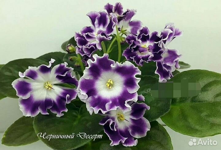 Фиалки набор №4 укорененных листов 7 разных сортов