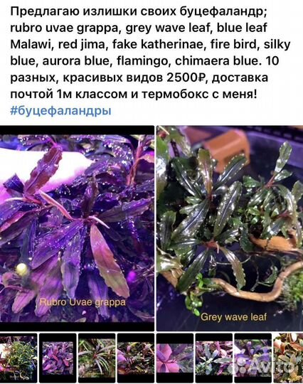 Аквариумные растения Буцефаландры