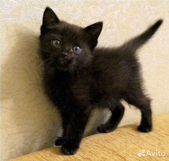 Черные котята в добрые руки бесплатно