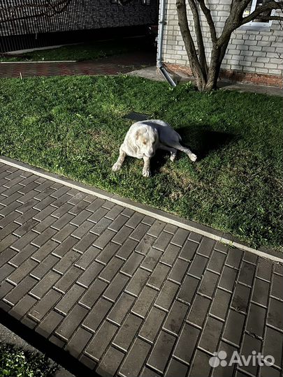 Среднеазиатская овчарка алабай вязка