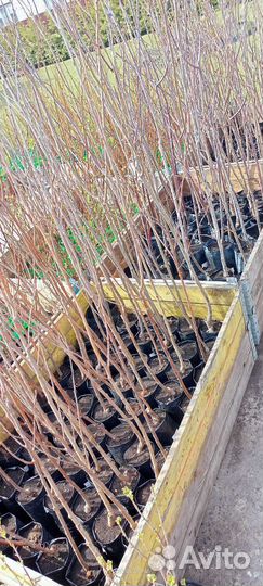 Саженцы плодовых кустарников