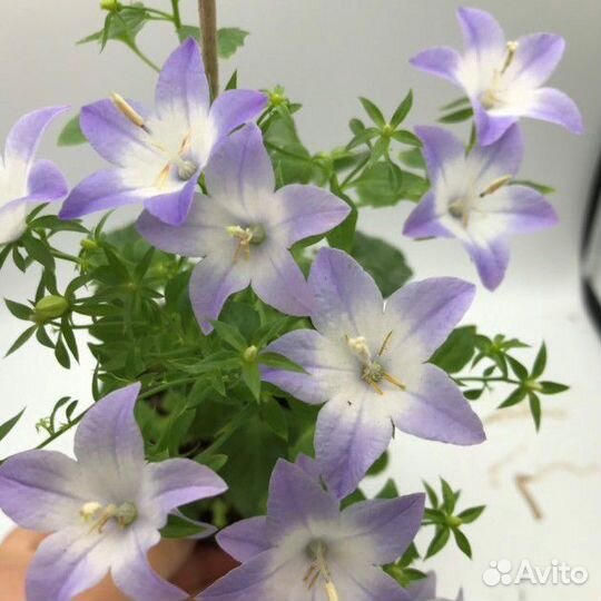 Кампанула Любовник 