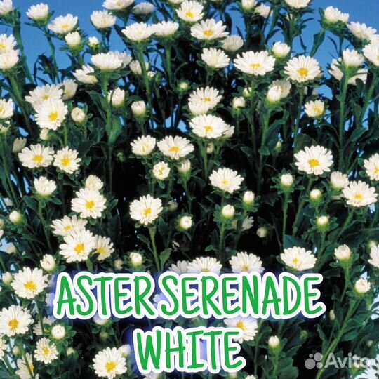 Рассада астры серии Серенада