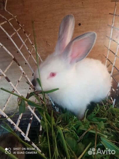 Продам кроликов