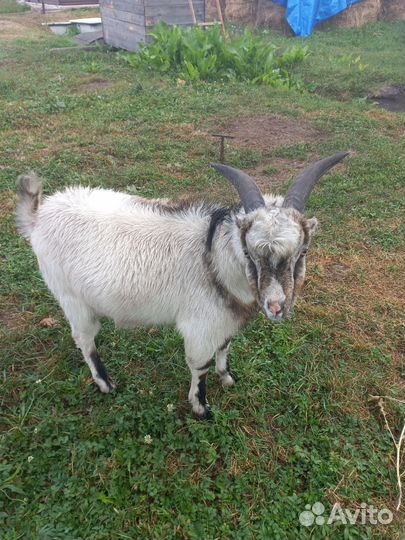 Козел ламанча