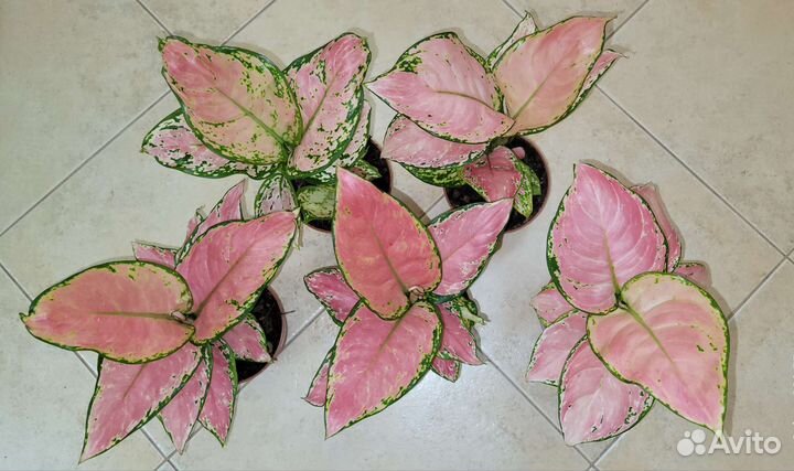 Аглаонема нежно розовая