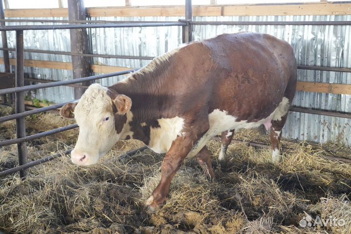 Телки Герефорд класса класса элита и элита-рекорд