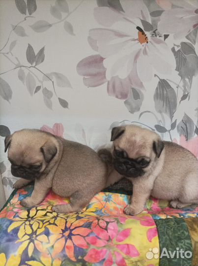 Мопсята мальчик и девочка