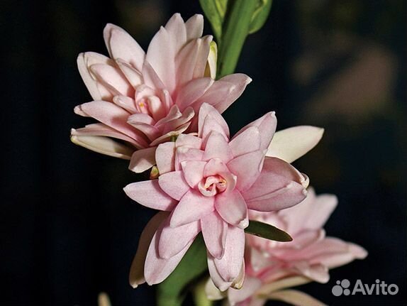 Полиантес тубероза