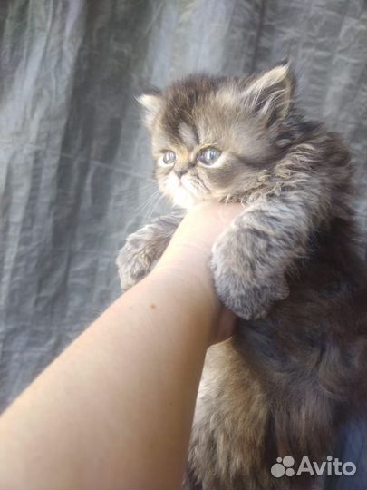Персидские котята
