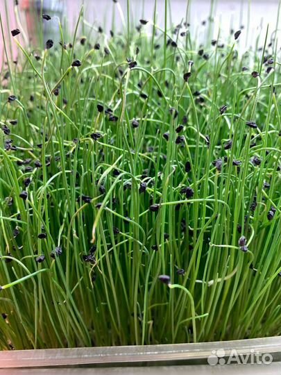 Семена для микрозелени