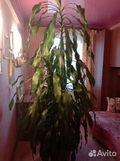 Драцена душистая
