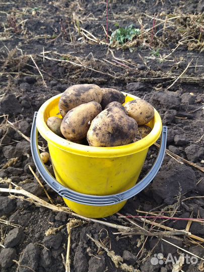 Продам картофель