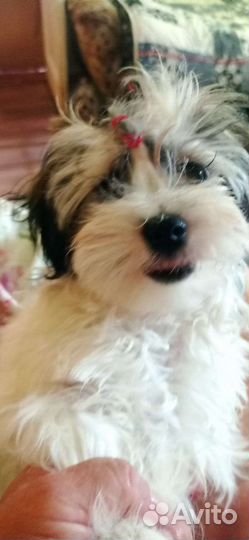 Щенки мальтийской болонки