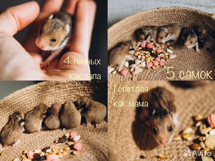 Сирийские хомяки малыши