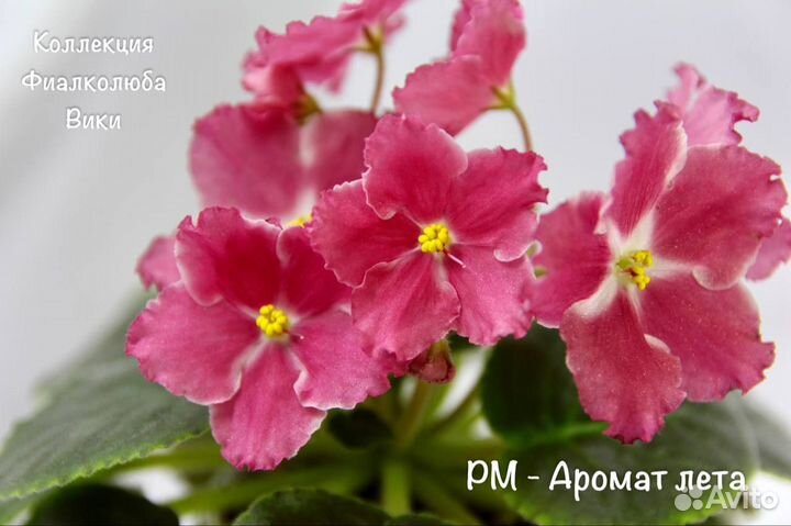 Сортовые фиалки. 93 сорта