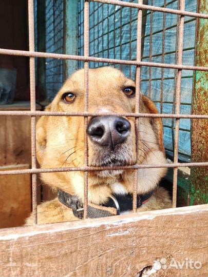 Собака Манго ищет дом