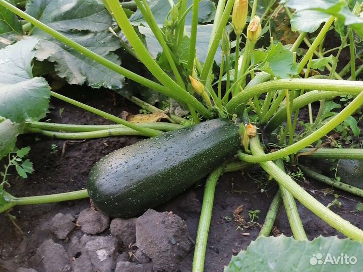 Кабачки дачные. Растения