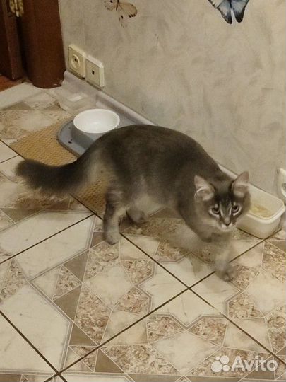 Кошка в добрые руки