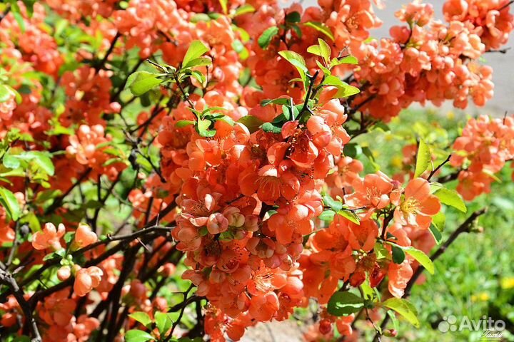 Айва японская