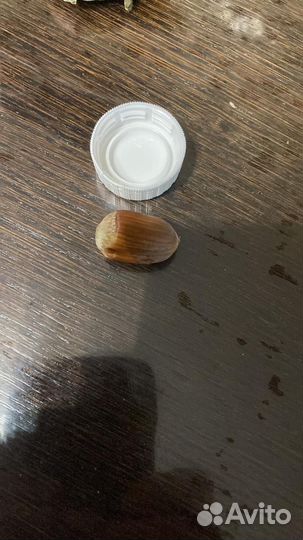 Краснолистный фундук, 2 и 3 года