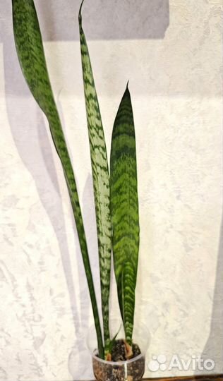 Сансевиерия, спот от сансевиерии Блек Тайгер