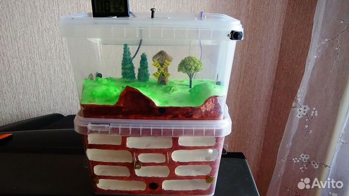 Муравьиная ферма,формикарий