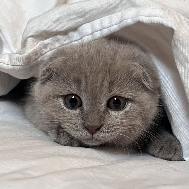 Шотландский вислоухий короткошёрстный котёнок