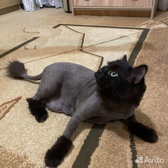 Груминг кошек