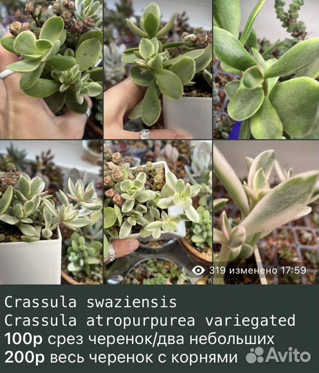 Крассулы Редкие Суккуленты часть 1