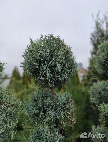 Бонсай из Аризонского кипариса