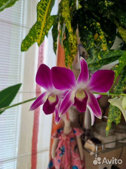 Орхидея дендробиум