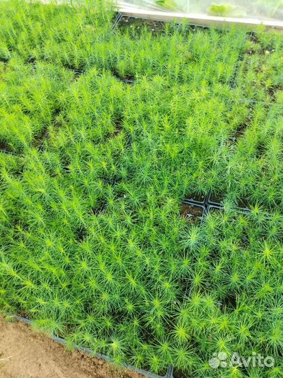 Сеянцы саженцы сосна и ель (окс,зкс)