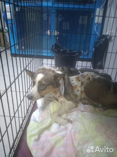 Собака в добрые руки