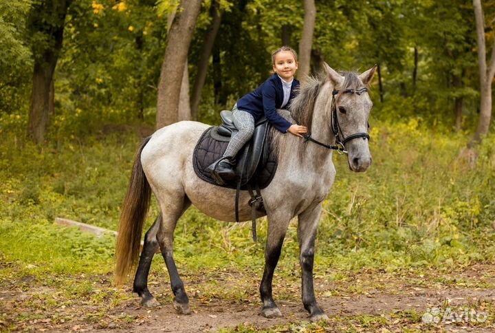 Фотосъёмка Лошадь Пони Прогулки Верховная езда