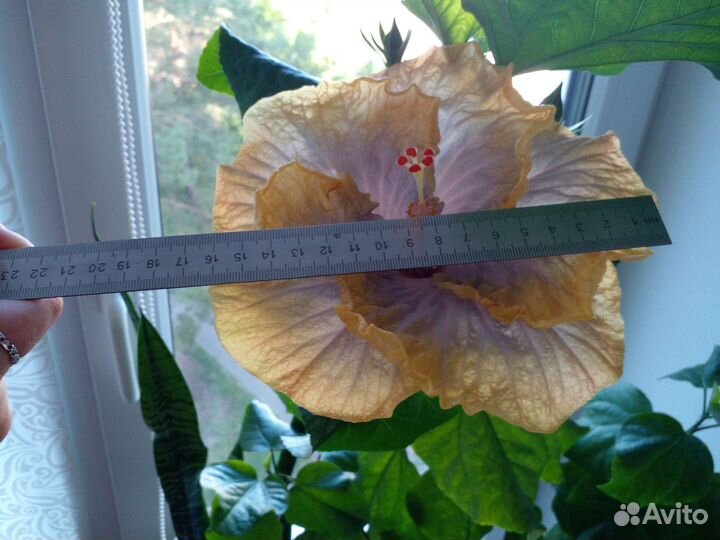 Сортовой гибискус