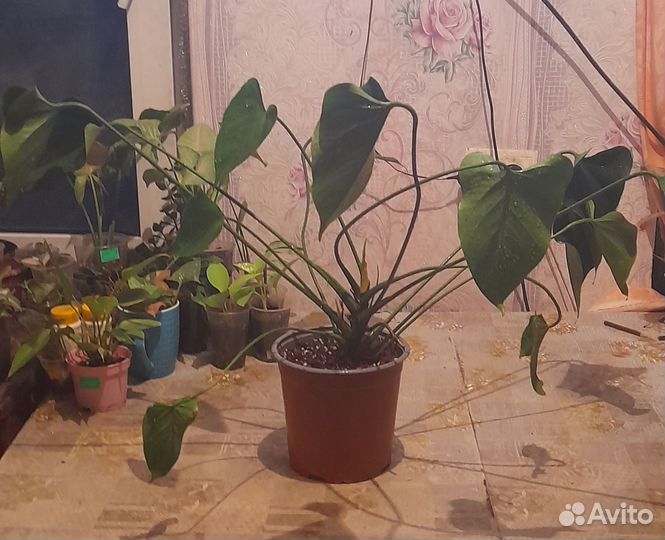 Антуриум Ягуар грин