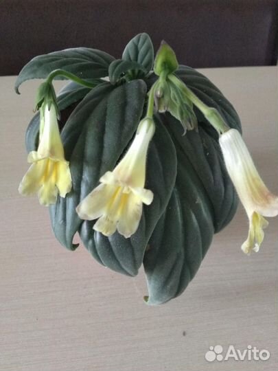 Примулина-хирита