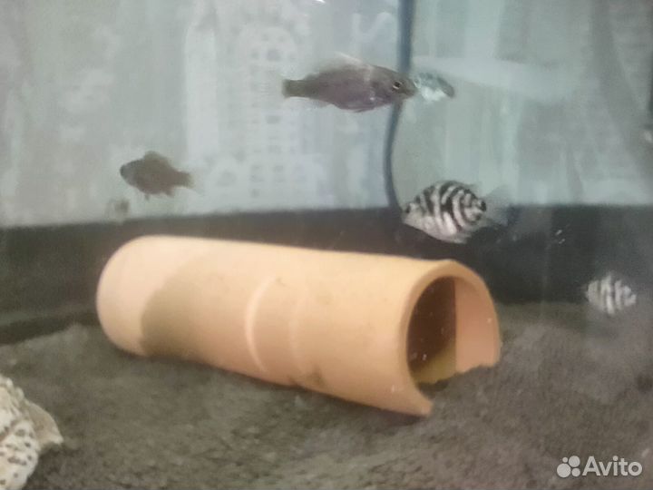 Цихлиды мальки