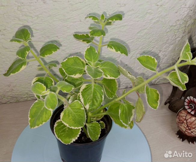 Комнатная мята