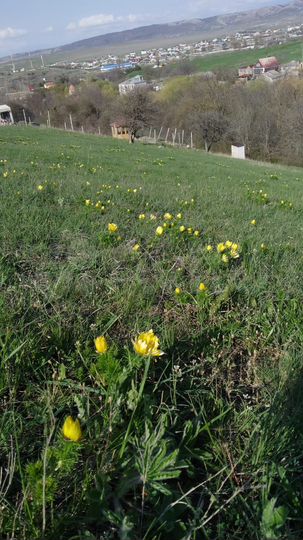 Участок 6 сот. (ИЖС)