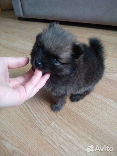 Померанский шпиц мини