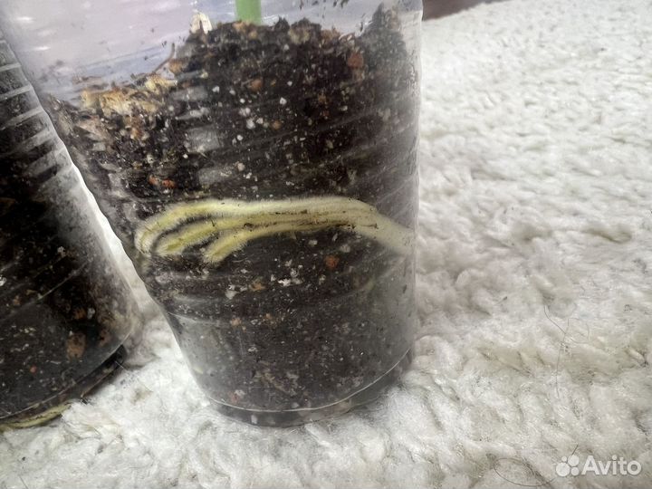 Сциндапсус треби