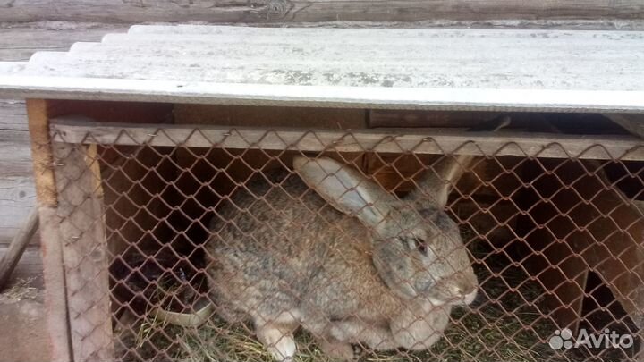 Кролл Фландер