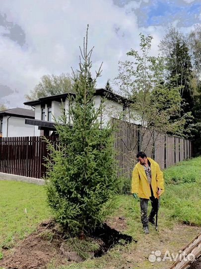 Саженец сосны 282 см