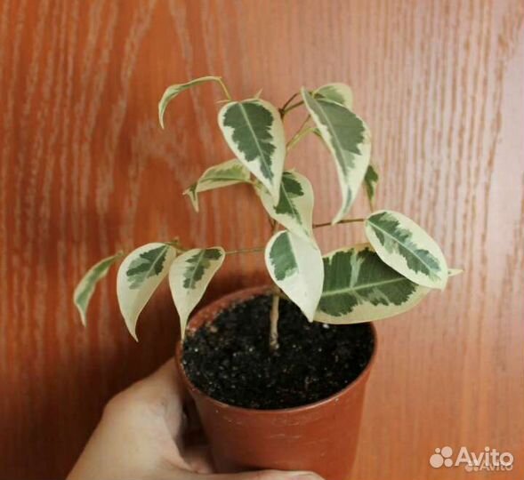 Комнатные растения