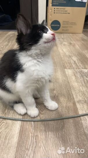 Спасенный с дерева котенок ищет дом